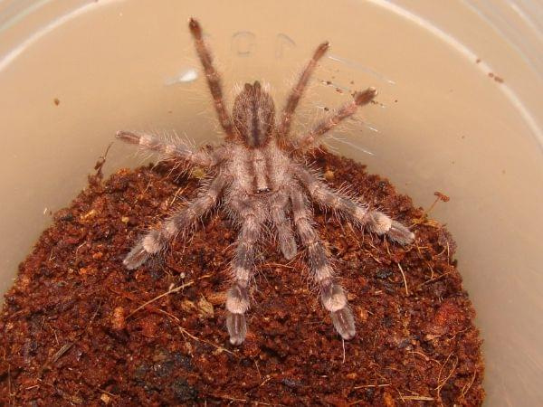 P.fasciata l3/4