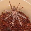 P.fasciata l3/4