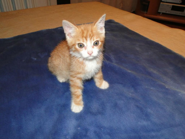 Koty do adopcji #adopcja #adopcje #Gliwice #kocięta #kot #kotki #koty #pomoc #przygarnę #schronisko #zaadoptuję #zwierzęta