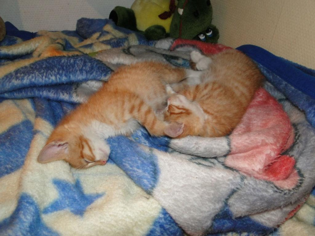 Koty do adopcji #adopcja #adopcje #Gliwice #kocięta #kot #kotki #koty #pomoc #przygarnę #schronisko #zaadoptuję #zwierzęta