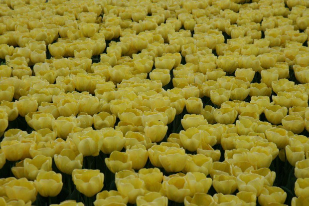 Zółte tulipany #OgródBotaniczny