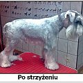 Sznaucer Miniaturowy postrzyżeniu