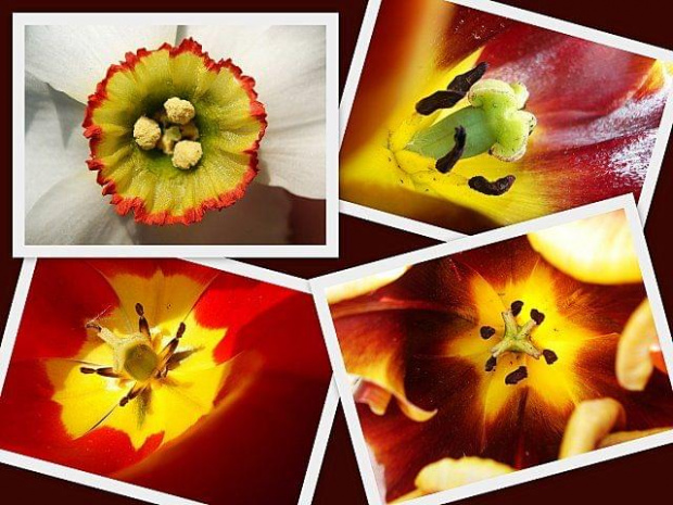 Roślinki maj 09 #Natura #flora #kwiatek #tulipan #makro #rośliny