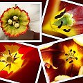 Roślinki maj 09 #Natura #flora #kwiatek #tulipan #makro #rośliny