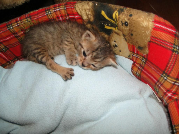 Koty do adopcji #adopcja #adopcje #Gliwice #kocięta #kot #kotki #koty #pomoc #przygarnę #schronisko #zaadoptuję #zwierzęta