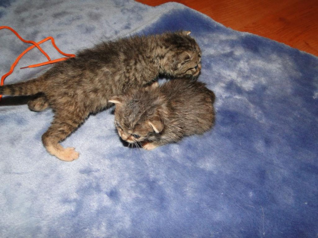 Koty do adopcji #adopcja #adopcje #Gliwice #kocięta #kot #kotki #koty #pomoc #przygarnę #schronisko #zaadoptuję #zwierzęta