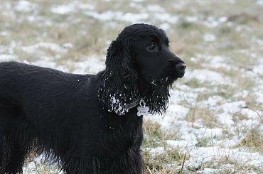 #boisko #Luna #łąka #pies #śnieg #zima