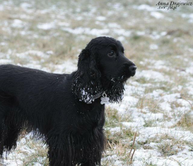 #boisko #Luna #łąka #pies #śnieg #zima
