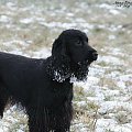#boisko #Luna #łąka #pies #śnieg #zima
