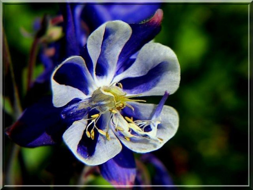 Orlik.. ;D #kwiat #orlik #makro #ogród