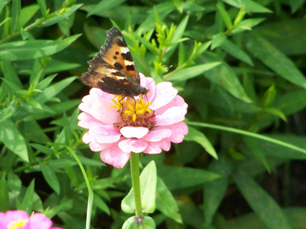 #Kwiat #motyl #lato #zwierzęta #owad #przyroda