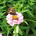 #Kwiat #motyl #lato #zwierzęta #owad #przyroda