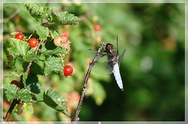 #ogród #owady #ważki