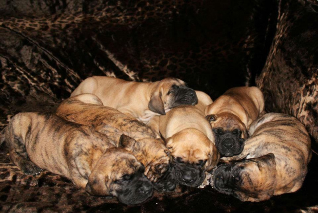 puppies of Taurus #puppies #DogNiemiecki