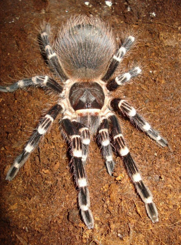 Acanthoscurria brocklehursti