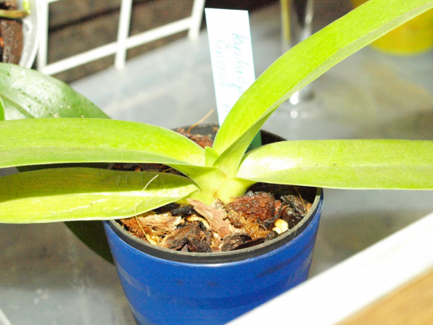 paph.Wossner Bellarmi