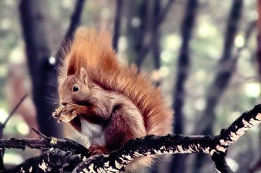 RUDZIELEC DLA EWY-EURB #WIEWIÓRKARUDA