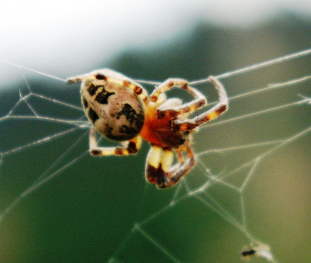 pająk poświatowy #pająk #owady #natura #przyroda #pajęczyna