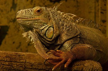 #gad #jaszczurka #zwierzę