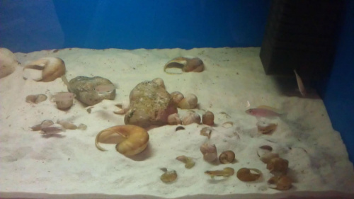 Lamprologus caudopunctatus Kapamp i Lamprologus ocellatus Gold
