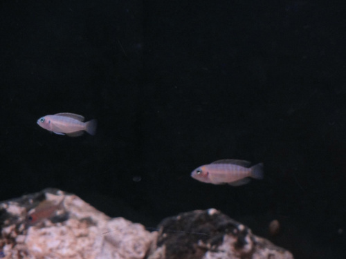 Neolamprologus brevis 'Chaitika' #ryby
