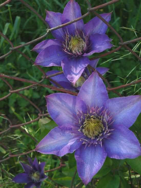 Clematis