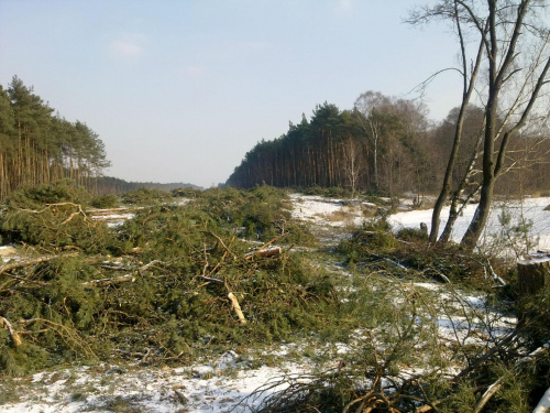 Wycinka pod S8, widok z brzegu Grabi w kierunku węzła Róża