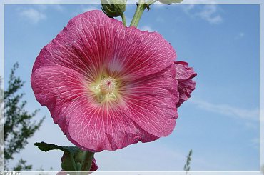 malwy #malwy #kwiaty #ogród #lato