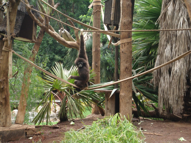 Gibon #JunglePark #roślinki #egzotyczne #palmy #Teneryfa #zwierzątka
