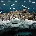 Pingwiny w Loro Parku #LoroPark #pingwiny #ptaszki #Teneryfa #zima #zwierzątka