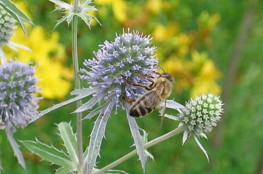 Mikołajek płaskolistny #mikołajek #płaskolistny #allegro #aukcja #pszczoła #kwiat