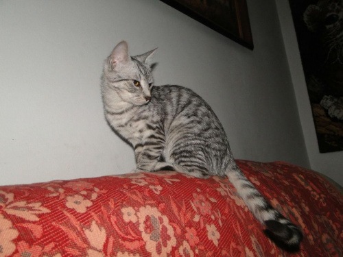 Koty do adopcji
