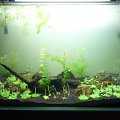 kolejna próba heńka po ustąpieniu sinic - w dwóch rogach z tyłu od lewej: rotala walichi, heternatea, lotos, cabomba, rotala indica. pośrodku heniek duży/mały, korzeń z fissidensem, hydrocotyle japan