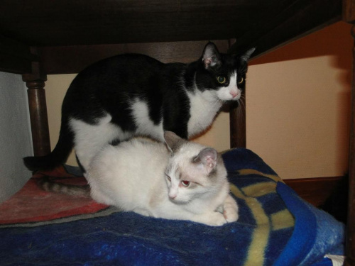 Koty do adopcji