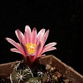 Turbinicarpus pseudomacrochele