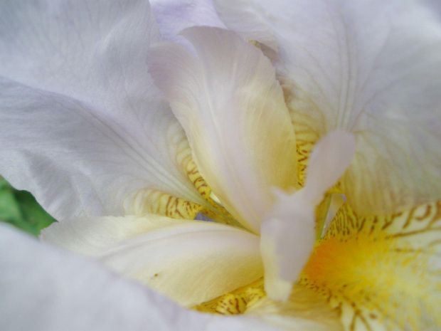 biel.... #irys #kosaciec #kwiat #kwiaty