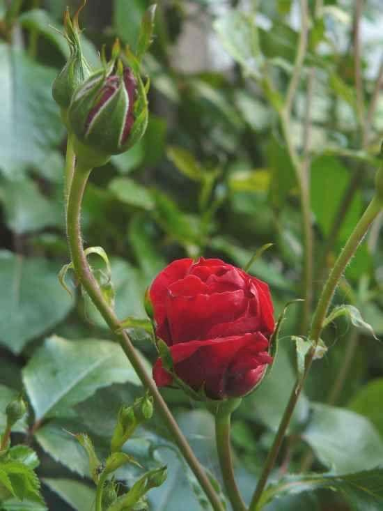 Róża pnąca