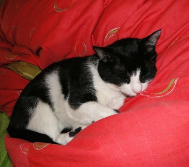 Koty do adopcji #adopcja #adopcje #Gliwice #kocięta #kot #kotki #koty #pomoc #przygarnę #schronisko #zaadoptuję #zwierzęta