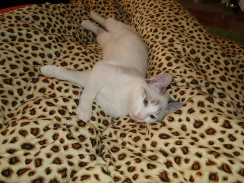 Koty do adopcji #adopcja #adopcje #Gliwice #kocięta #kot #kotki #koty #pomoc #przygarnę #schronisko #zaadoptuję #zwierzęta