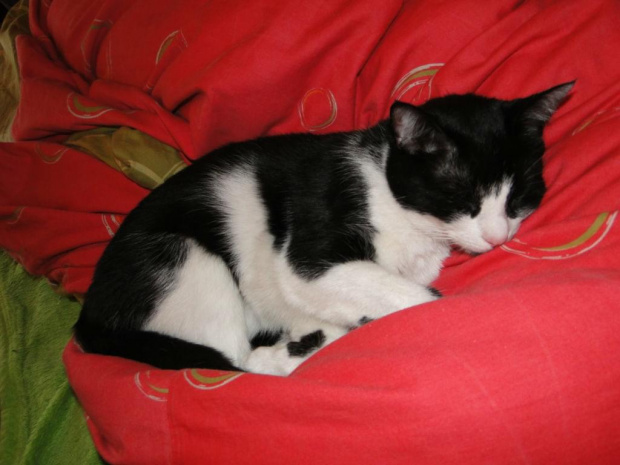 Koty do adopcji #adopcja #adopcje #Gliwice #kocięta #kot #kotki #koty #pomoc #przygarnę #schronisko #zaadoptuję #zwierzęta