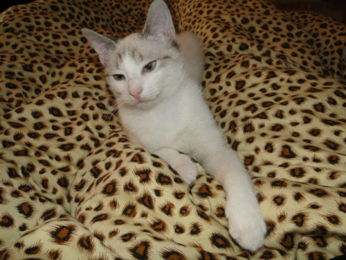 Koty do adopcji #adopcja #adopcje #Gliwice #kocięta #kot #kotki #koty #pomoc #przygarnę #schronisko #zaadoptuję #zwierzęta