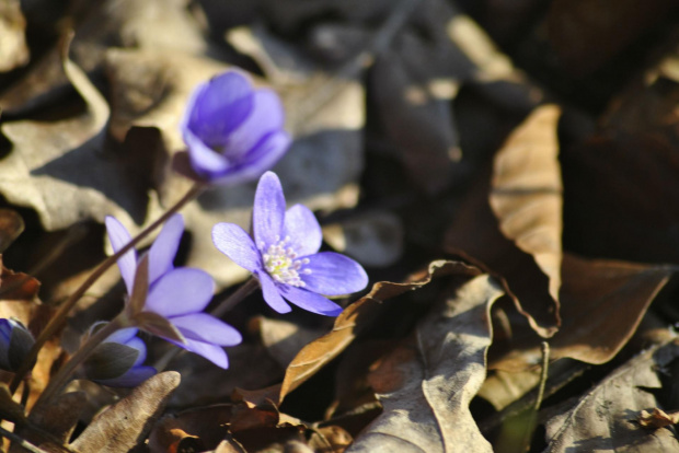 wiosna dla Grzegorza:) #kwiaty #przylaszczki #wiosna