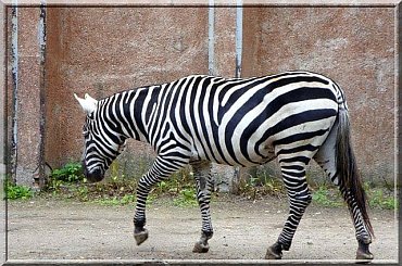 Zebra.. paski zawsze są w modzie #zebra #zoo #Wrocław