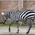 Zebra.. paski zawsze są w modzie #zebra #zoo #Wrocław