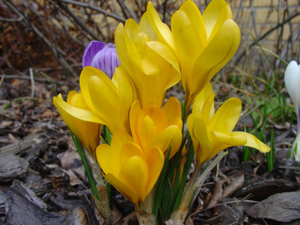Wiosna 2012 #BestFlower #flowers #krokus #Krokusy #ogród #wiosna