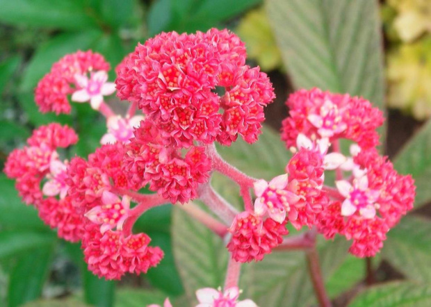 Rodgersia pinnata Fireworks (Rodgersja pierzasta) Fireworks