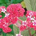 Rodgersia pinnata Fireworks (Rodgersja pierzasta) Fireworks