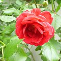 różyczka #róża #natura #rosliny #kwiatki #roslinność #roslinnosc #macro #piękno #działka #dojrzewanie #rozkwit #lato #wiosna #ciepło #owoce #drzewka #ogród #ogrod #zbiory #plony #OwoceNatury #wieś #wioska