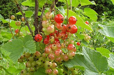 Niedługo dojrzeje... #porzeczka #natura #rosliny #kwiatki #roslinność #roslinnosc #macro #piękno #działka #dojrzewanie #rozkwit #lato #wiosna #ciepło #owoce #drzewka #ogród #ogrod #zbiory #plony #OwoceNatury #wieś #wioska