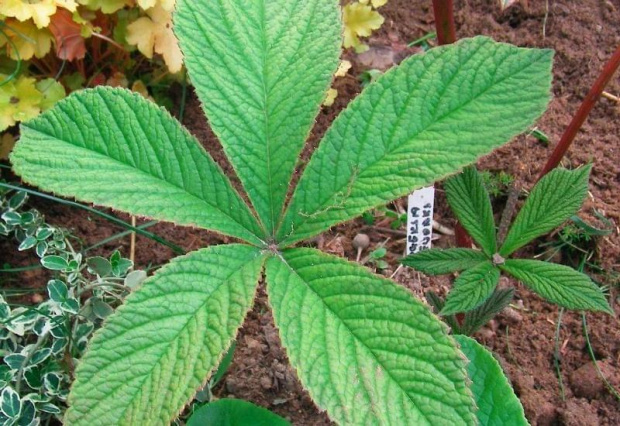 Rodgersia pinnata Fireworks (Rodgersja pierzasta) Fireworks